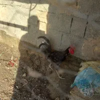خروس گلین طوسی