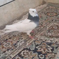 کبوتر توقی|پرنده|اهواز, ملاشیه|دیوار