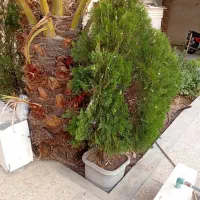 درخت کاج
