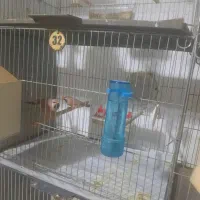 فنج|پرنده|قم, زنبیل آباد|دیوار