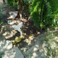قبول واگذاری اردک و مرغ در بهترین مکان و اخلاق
