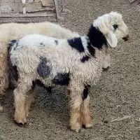 بره نر