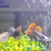 گوپی پیش مولد مولی کالر فایتر زبرا