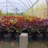 گل گیاه آپارتمانی گل کروتون