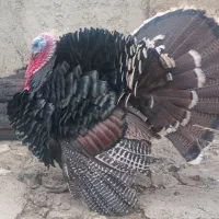 4عدد بوقلمون 1نر و 3ماده تخم گذار