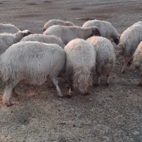 گوسفند سنجابی آبستن مایه کرده|حیوانات مزرعه|کرمانشاه, |دیوار