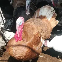 تعداد محدودی بوقلمون درزرقان