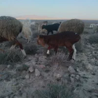 یک عدد میش زایده