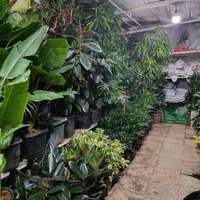 خدمات تخصصی تعویض خاک گلدان و نگهداری گیاهان|خدمات باغبانی و درختکاری|تهران, صادقیه|دیوار