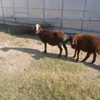 گوسفند|حیوانات مزرعه|سیمین شهر, |دیوار