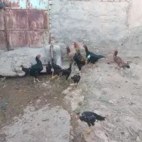 مرغ و خروس لاری اصیل سالم