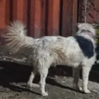 واگذاری سگ قدرجونی نر|سگ|اصفهان, قائمیه|دیوار