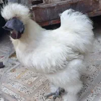 مرغ و خروس ابریشمی