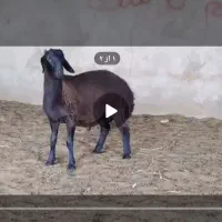 دو راس بر نر هترو|حیوانات مزرعه|سبزوار, رباط|دیوار