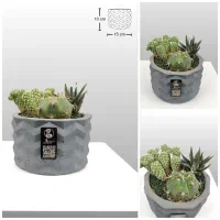 دیش گاردن / گلدان کاکتوس|گل و گیاه طبیعی|فولادشهر, B6|دیوار