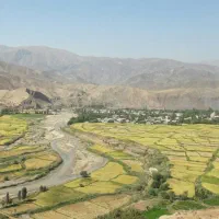 زمین برنج الموت رجایی دشت حسن آباد