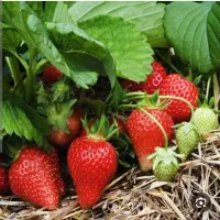 توت فرنگی ۴ فصل