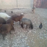 فروش 11راس بره|حیوانات مزرعه|شیراز, بازار|دیوار