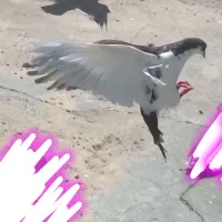 کفتر