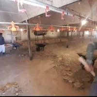 کودمرغ گوشتی سالنی خالص ودرجه ۱|خدمات باغبانی و درختکاری|زرند, |دیوار