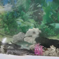 آکواریم تمکیل|ماهی|گلبهار, شهر جدید گلبهار|دیوار