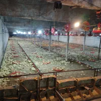 کارگرمرغداری