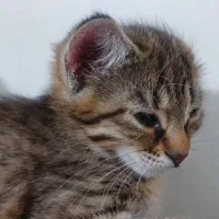 بچه گربه پرشین