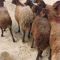 میش|حیوانات مزرعه|زنجان, |دیوار