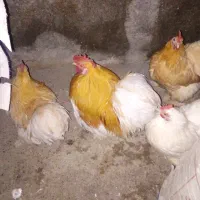 مرغ و خروس مینیاتوری