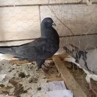 کبوتر تهرونی