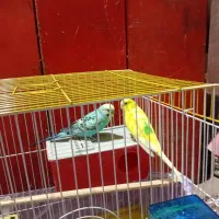 دو جفت مرغ عشق با یه جوجه قیمت ۱/۳۰۰|پرنده|دماوند, گیلاوند|دیوار