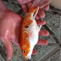 ماهی کوی سوپر باله|ماهی|تربت جام, یحیی آباد|دیوار