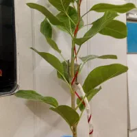 100 تومن دارم