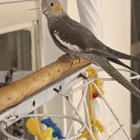 عروس هلندی نر|پرنده|تهران, جوادیه تهرانپارس|دیوار