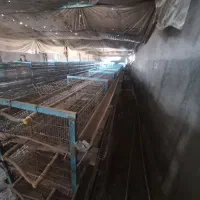 قفسه بلدرچین|لوازم جانبی حیوانات|بوئین زهرا, |دیوار