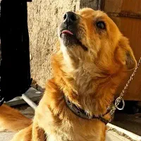 سگ پاکوتاه اصیل نژاد Shivava