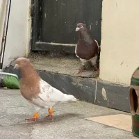 کله زات قدیم