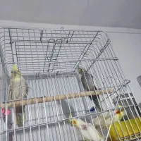 چند جفت عروس هلندی مولد|پرنده|آباده, |دیوار