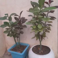 گل آپارتمانی