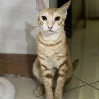 واگذاری گربه