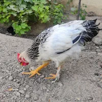 نیمچه مرغ و خروس برهما