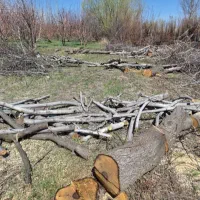 خرید چوب درباغ|خدمات باغبانی و درختکاری|سلماس, |دیوار