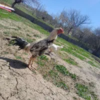 مرغ و خروس لاری