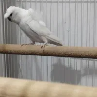 جفت پروانه ای مولد