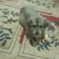 پاکوتاه