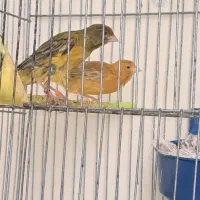 قناری سرخ جفتی