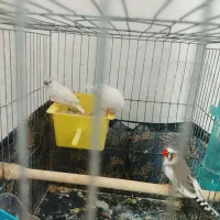 فنچ|پرنده|نسیم‌شهر, |دیوار