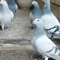 کبوتر پلاکی  موریس دلبر نر