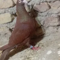 کفتره سرخ