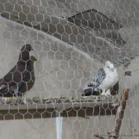 چند تا کفتر خوب|پرنده|قم, حاج زینل|دیوار